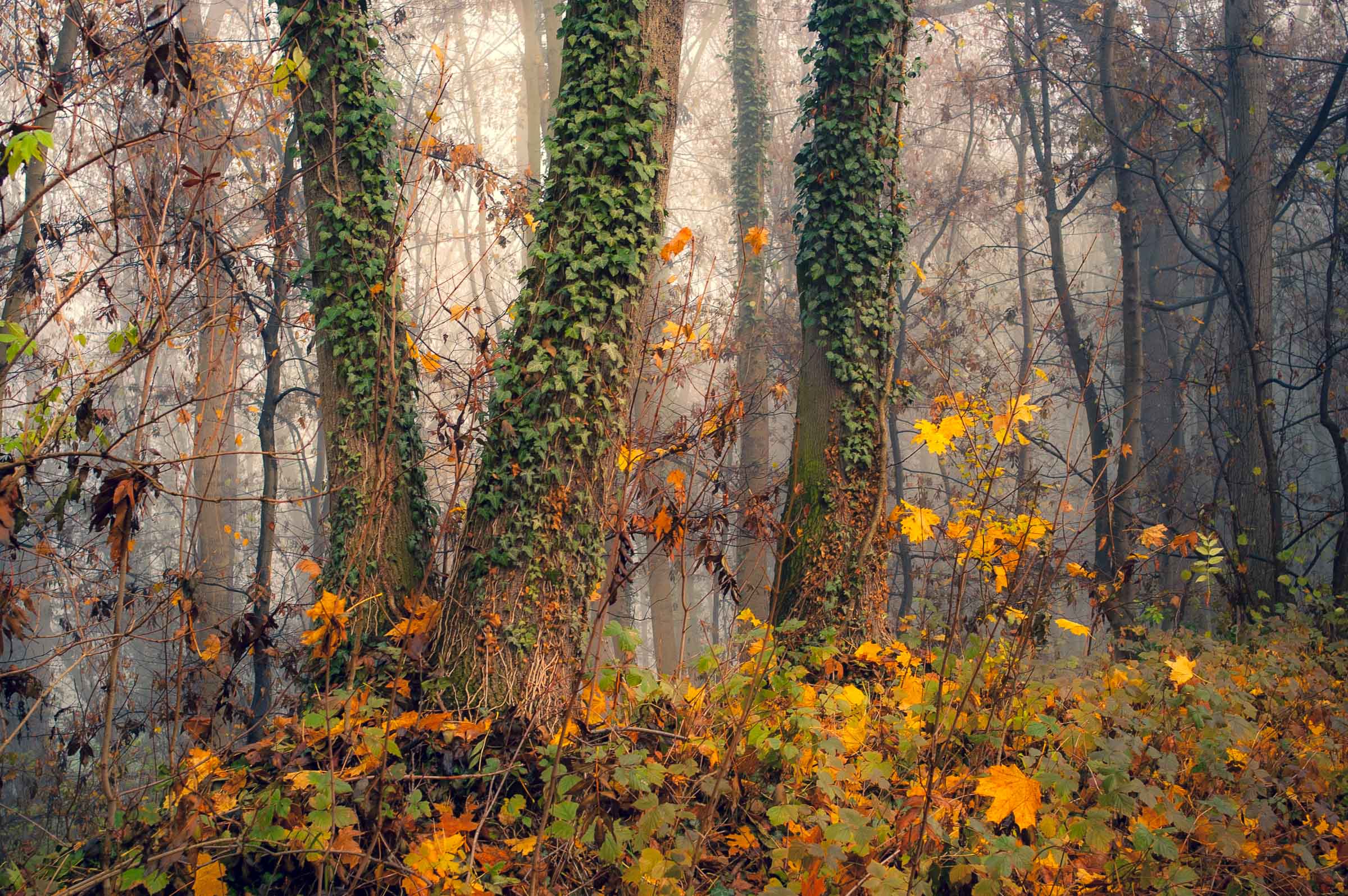 Waldstimmung - Blid klicken zum vergrößern.