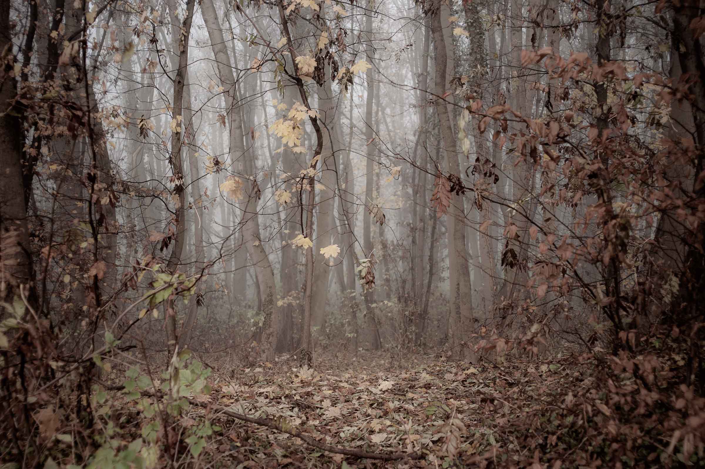 Waldstimmung - Blid klicken zum vergrößern.