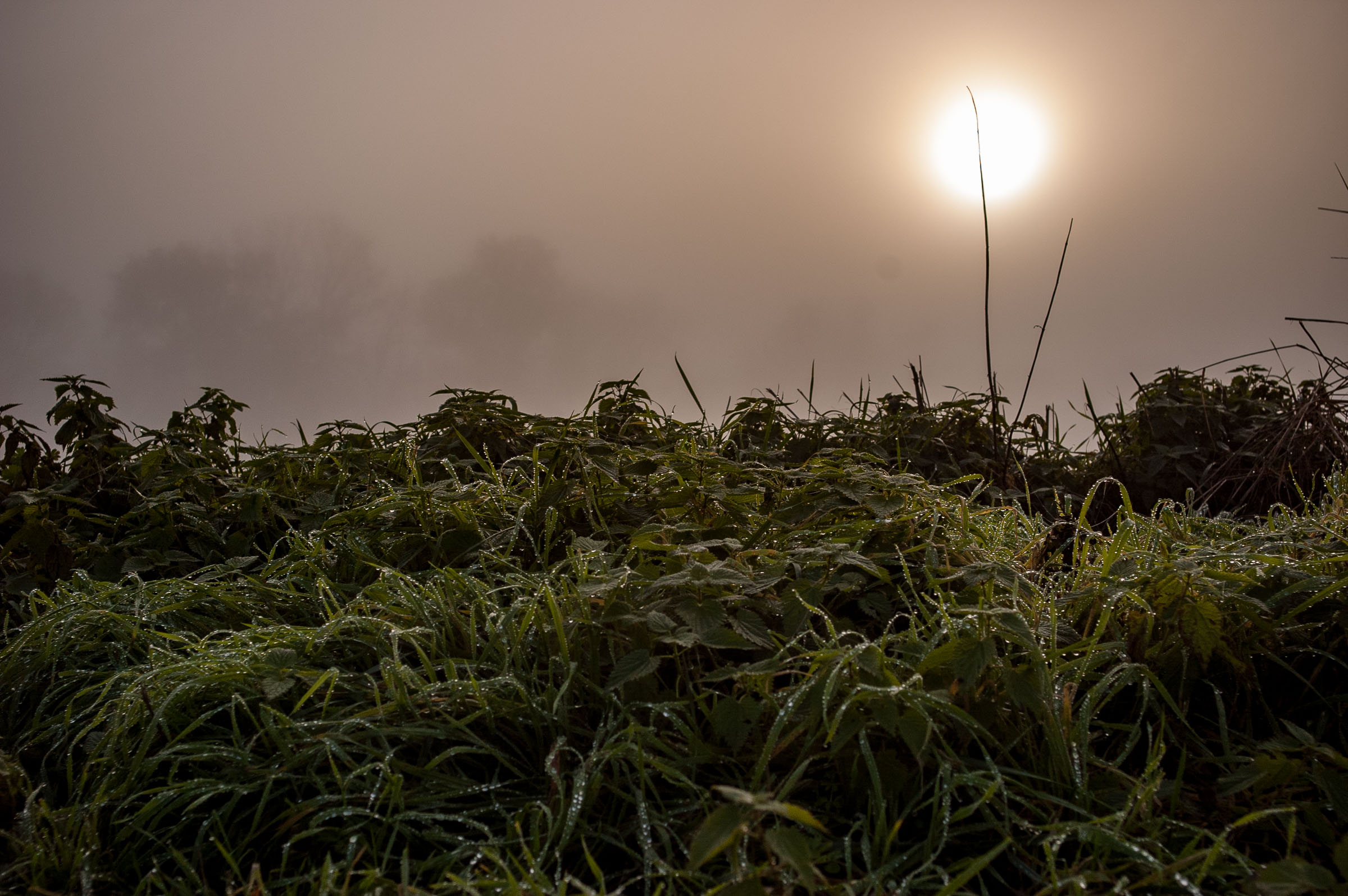 Waldstimmung - Blid klicken zum vergrößern.