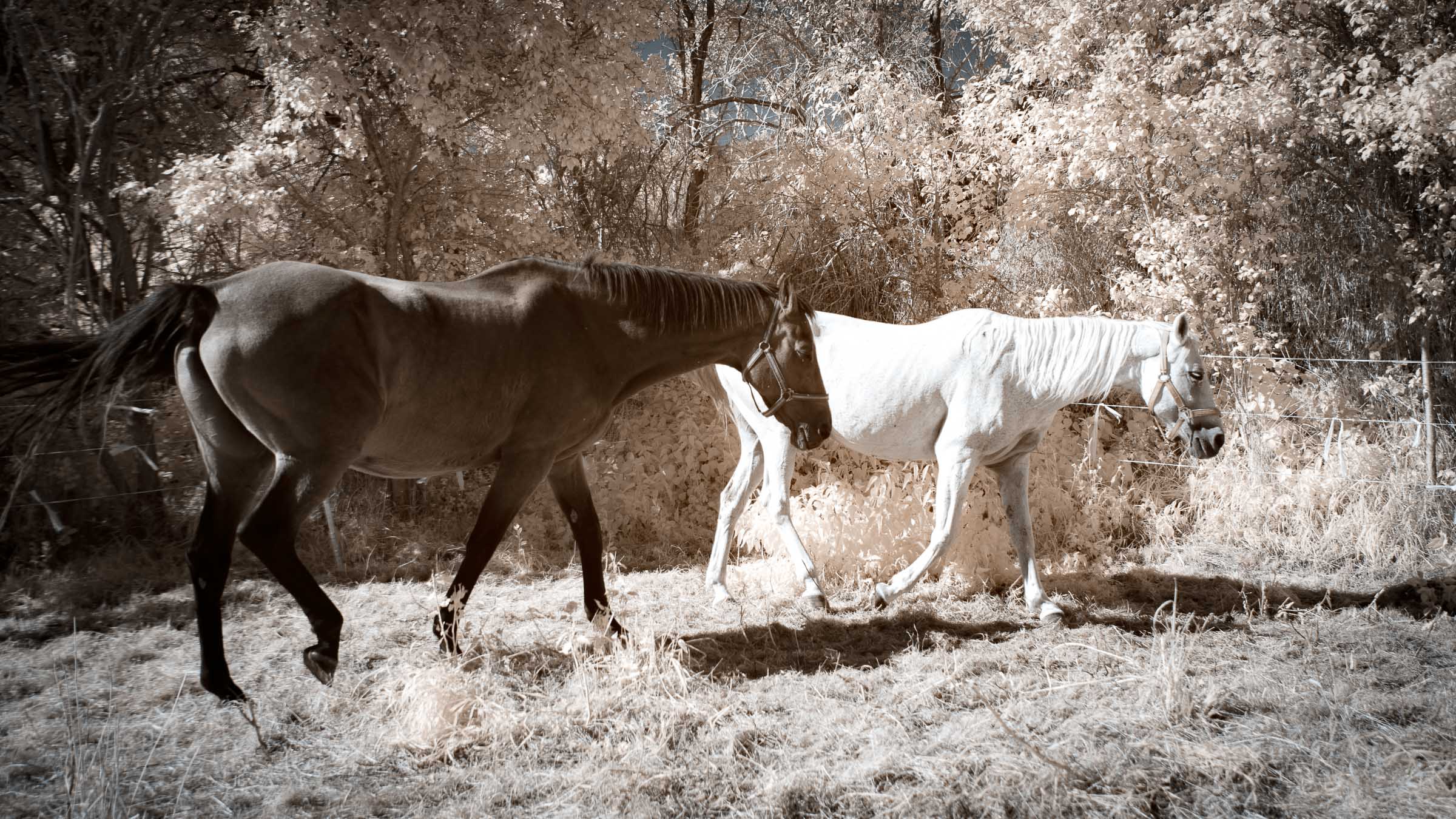 Pferde - Blid klicken zum vergrößern.