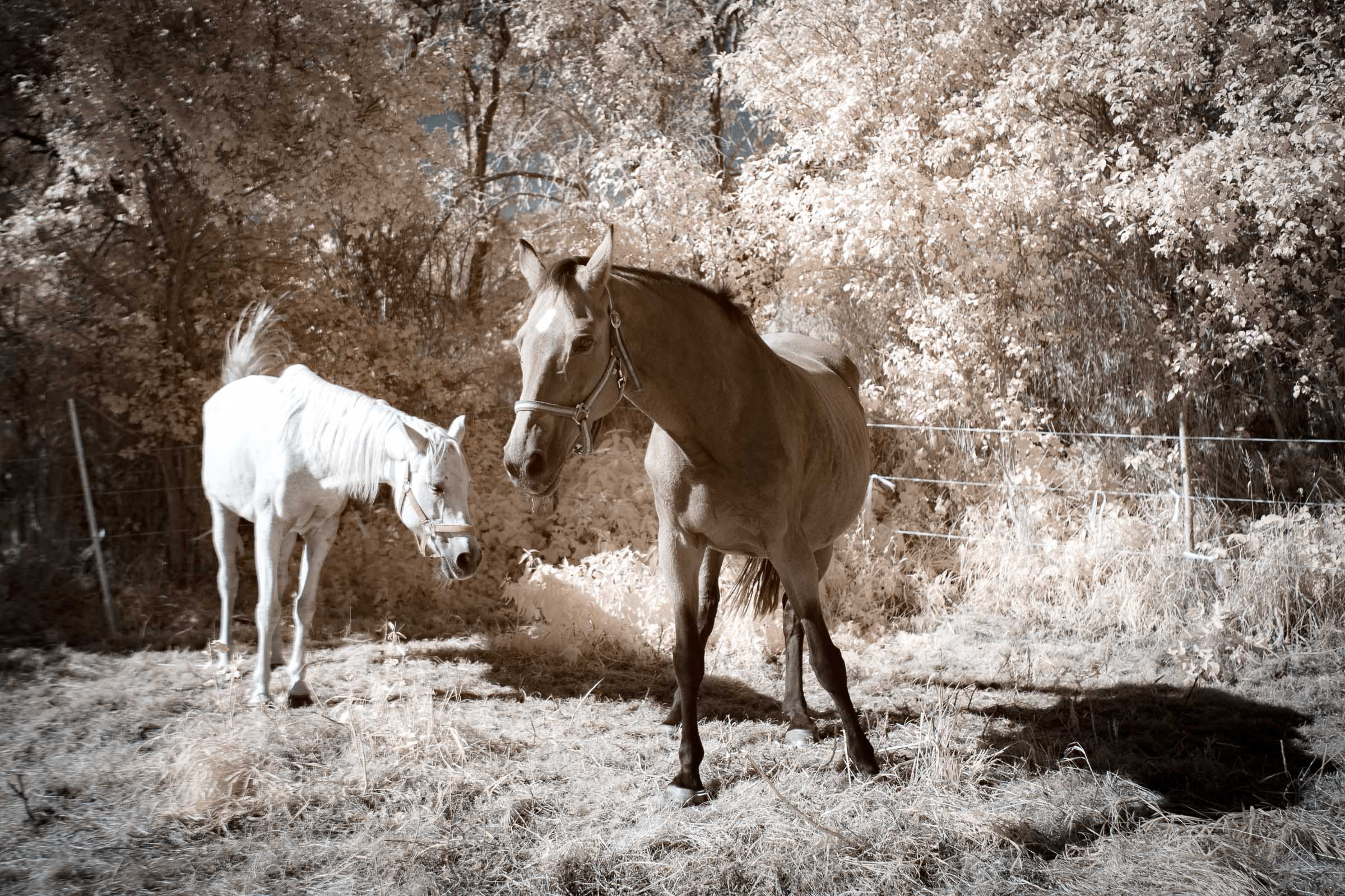 Pferde - Blid klicken zum vergrößern.