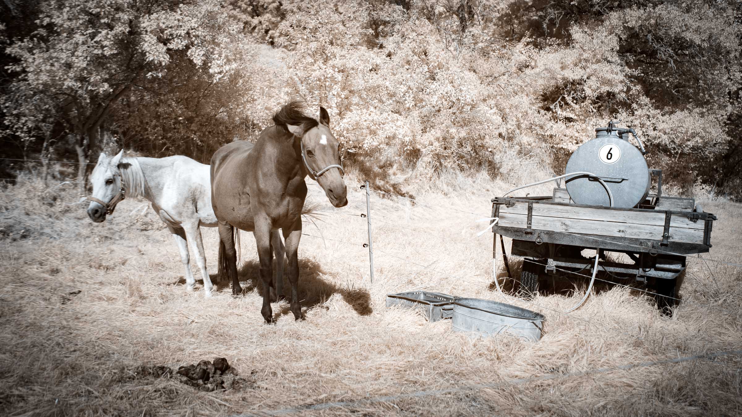 Pferde - Blid klicken zum vergrößern.