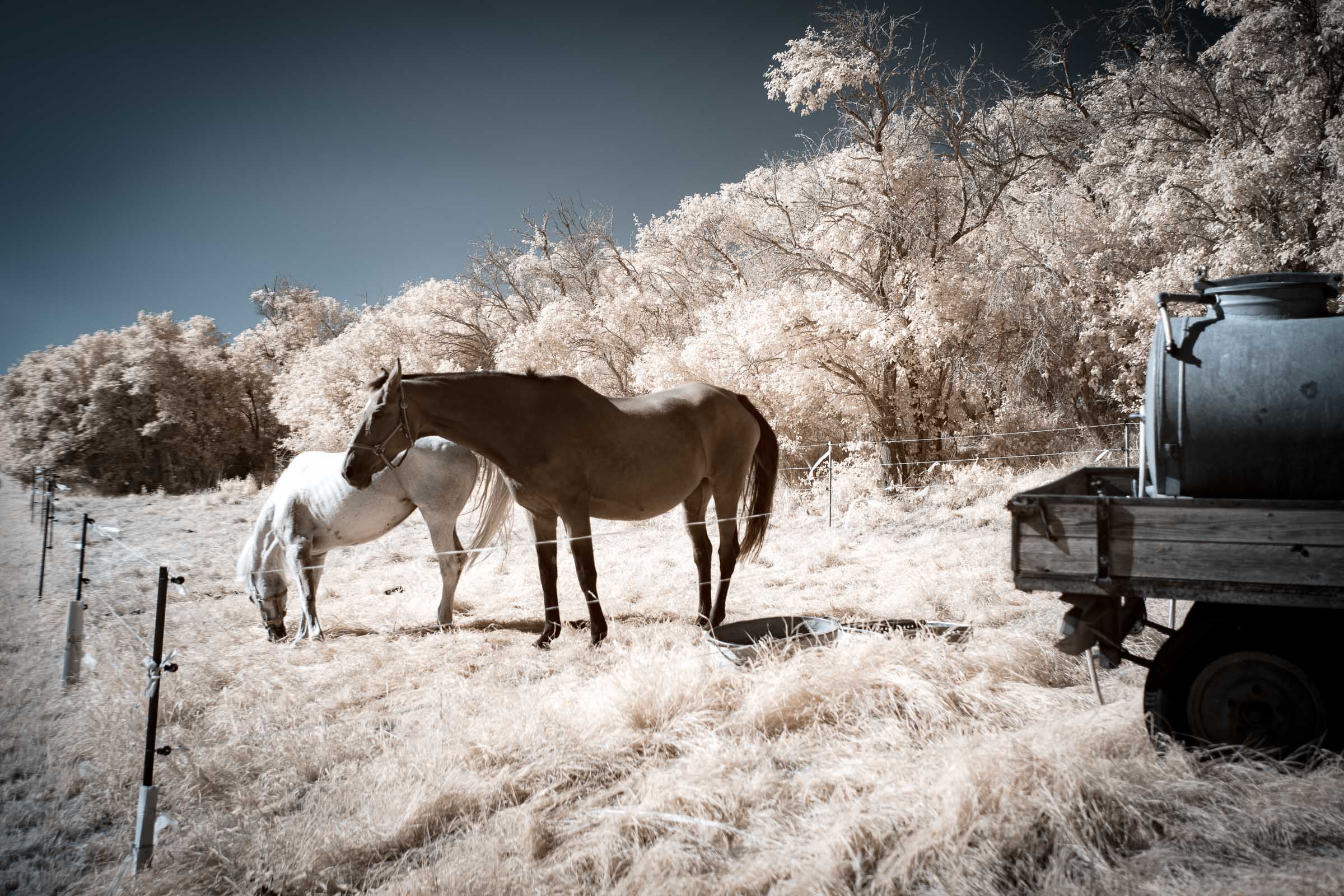 Pferde - Blid klicken zum vergrößern.